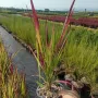 Императа Червен Барон, Imperata 'Red Baron', Декоративна трева, снимка 11