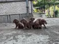 кокерчета момичета и момчета , снимка 4