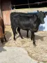 Продавам 8 Телета, снимка 3