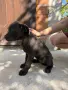 Продавам кученца Кане Корсо , снимка 8