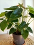 Антуриум , снимка 7