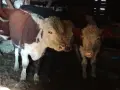 свободни 4 мъжки , снимка 3