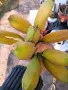 Банан Musa Dahijao, снимка 4