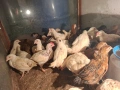 Продавам селски пилета , снимка 2