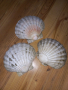 Големи черупки от миди, снимка 3