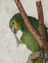 Амазонски папагал , снимка 2