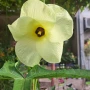 Жълт градински хибискус, снимка 1