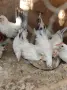 Кокошки шабо..., снимка 1