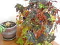 фотоапарат Nikon COOLPIX L18 - 8 МРх, снимка 12