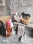 Продавам кокошки шабо, снимка 1 - Кокошки и пуйки - 42672689