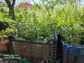 вечнозелен лигуструм и лавровишни , снимка 2