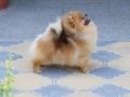 Померан РОДОСЛОВЕН FCI, снимка 2