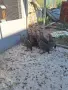 Токачки / на 3месеца/, снимка 3