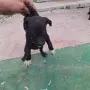 Продават се питбучета!, снимка 6
