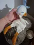 Бебешки гушкалца , снимка 2