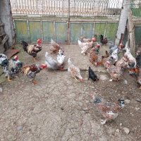 Продавам яйца от смесено стадо кокошки , снимка 6 - Кокошки и пуйки - 44311606