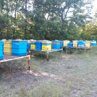 Продавам пчелни семейства с платформи, отводки и рамки с пило и пчели., снимка 2 - За пчели - 41983459