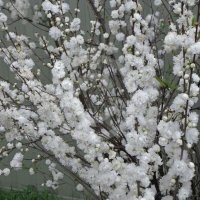 Японска Вишна-(Prunus Alba Plena), снимка 8 - Градински цветя и растения - 40121338