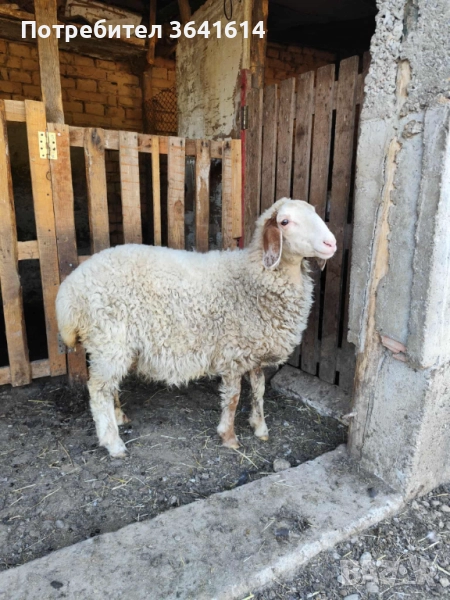 Продавам женско агне, снимка 1
