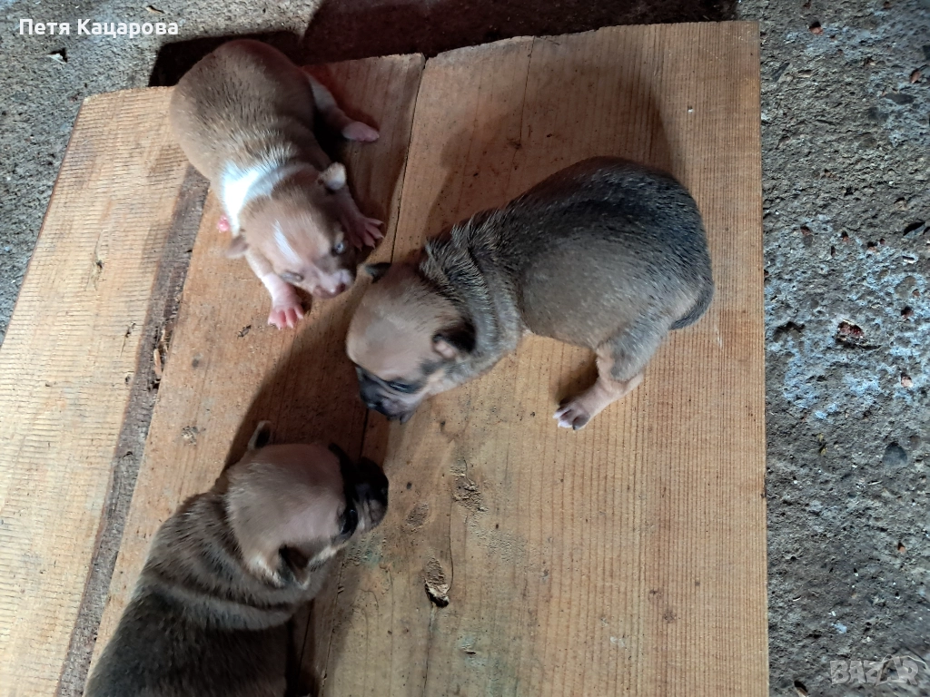 ✨ Чихуахуа кученце търси ново любящо семейство! ✨  , снимка 1