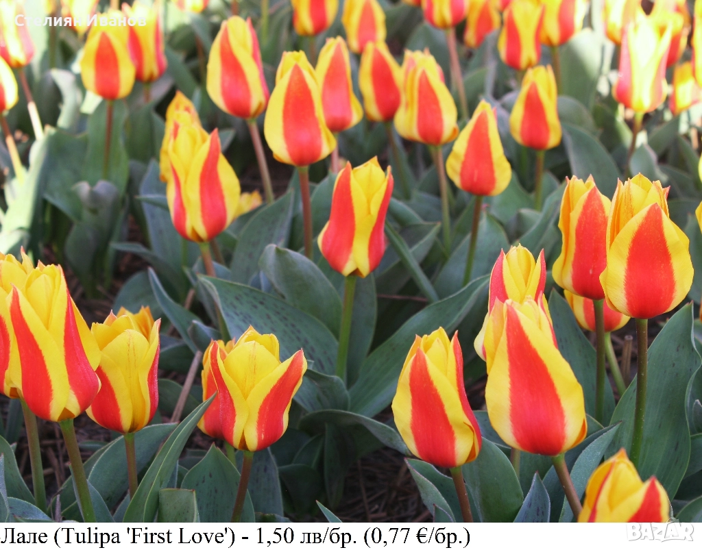 Лале (Tulipa 'First Love') – луковици, снимка 1