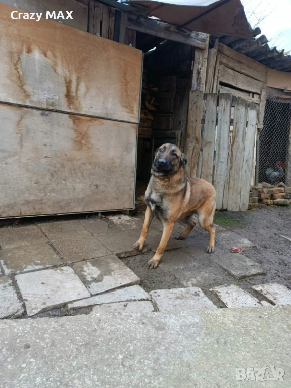 Белгийска овчарка , снимка 1