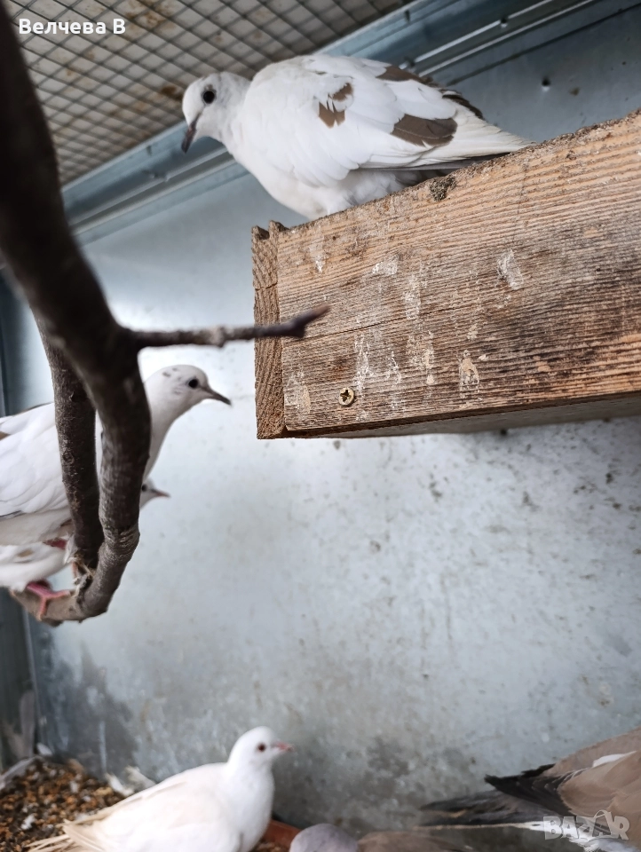 Смеещи се гугутки, снимка 1