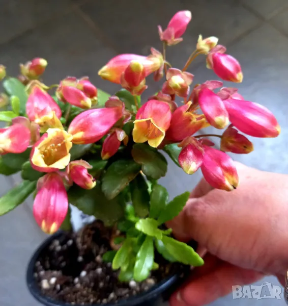 Каланхое ''Wendy''., снимка 1