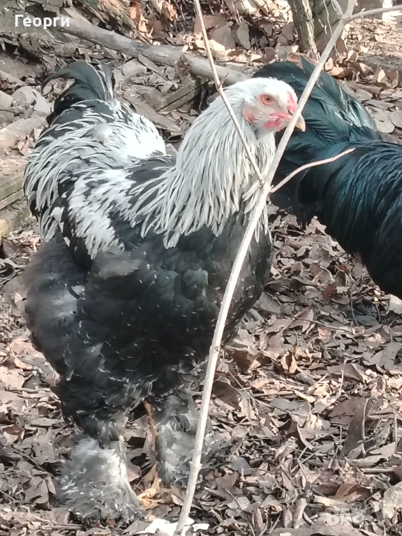 Продавам петли Брама и Каюги, снимка 1