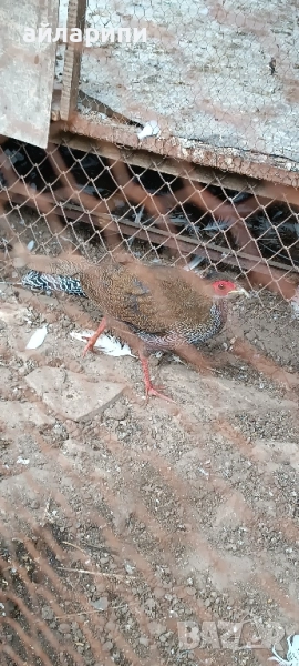 Фазани Сребърни , снимка 1