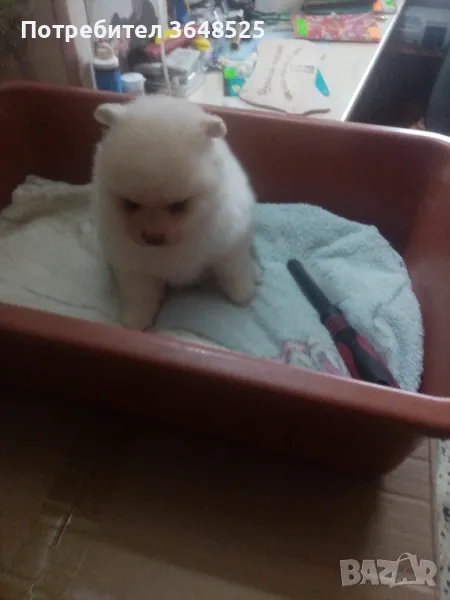 продавам померан, снимка 1