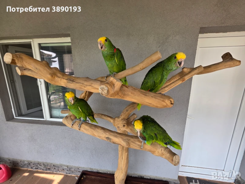 Бебета амазона оратрикс, снимка 1