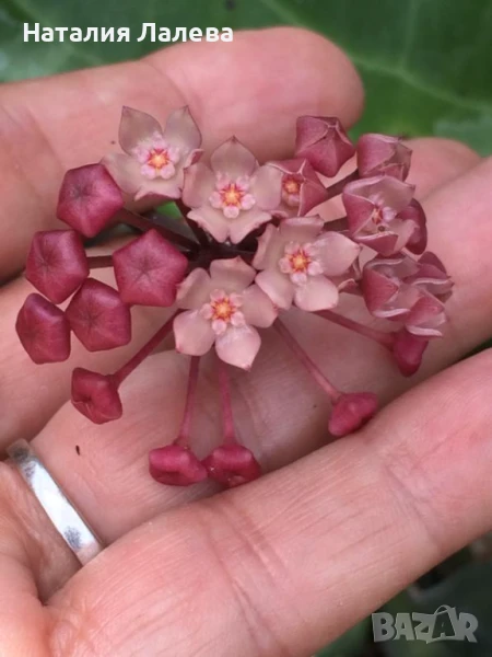 Хоя, hoya clandestina, снимка 1