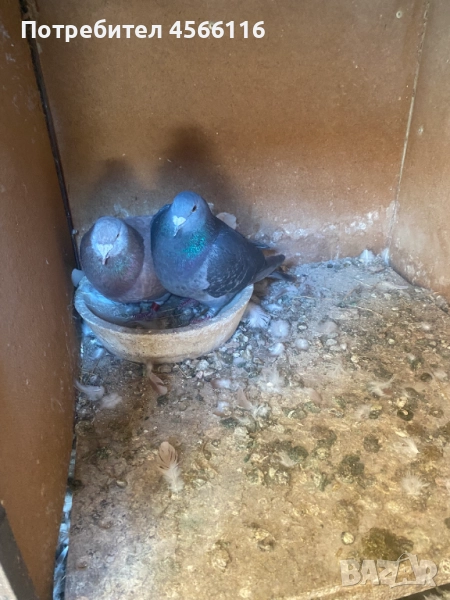 Стандартни пощенски гълъби, снимка 1