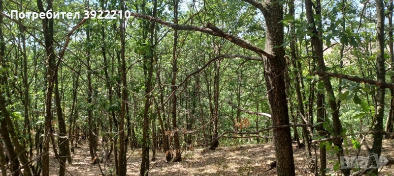 Продавам 100дка гора в село Беленци , снимка 1