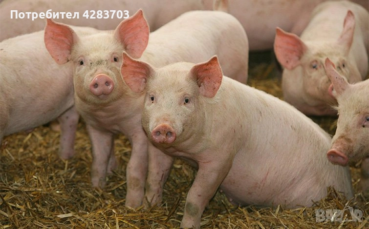 Прасета за клане – домашно стопанство, топ качество месо, снимка 1