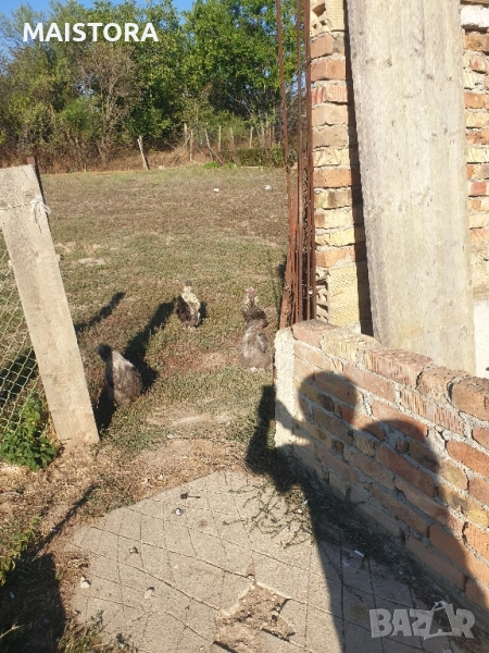   петли копринки и бантам, снимка 1