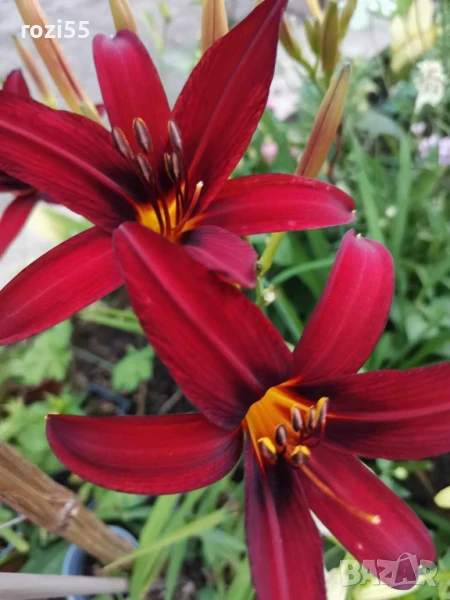 Хемерокалиси на гол корен.5 броя-25 лв, снимка 1