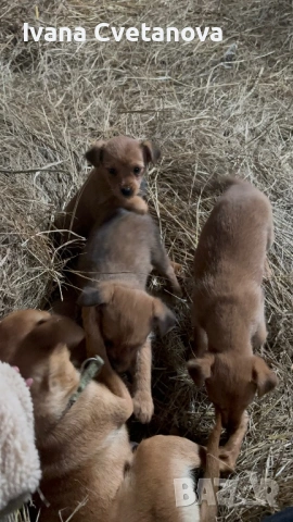 Продавам малки кученца , снимка 2 - Други - 53211918