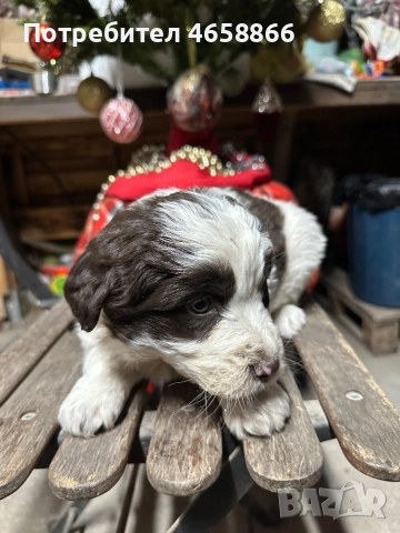 Бебе каракачанка, снимка 3 - Каракачанска овчарка - 52514278