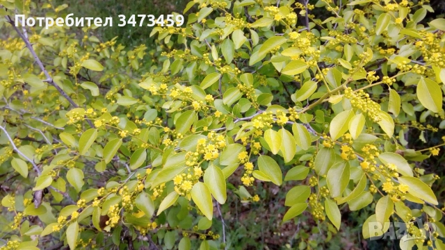 Био пчелен мед от производител , снимка 6 - Пчелни продукти - 51529460