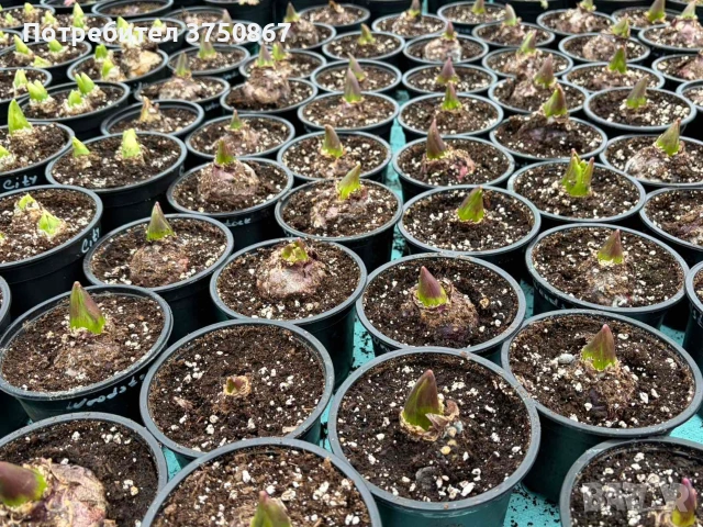 🌸🌿💞 Зюмбюл в саксия (Hyacinthus), снимка 9 - Градински цветя и растения - 53385103