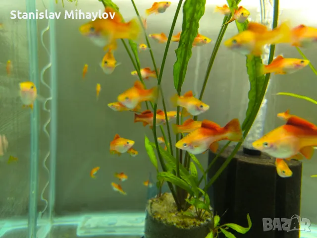 Ананасов хелер , снимка 3 - Рибки - 49272893