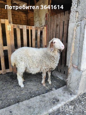 Продавам женско агне