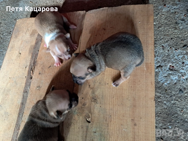 ✨ Чихуахуа кученце търси ново любящо семейство! ✨  