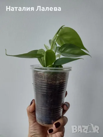 Филодендрон, philodendron Heartleaf, снимка 3 - Стайни растения - 56308012