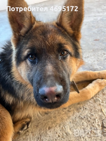 Мъжка немска овчарка, снимка 2 - Немска овчарка - 52928273