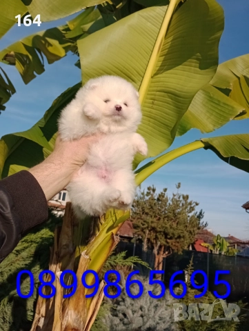 Померани. Момчета и момичета. Реални снимки!, снимка 2 - Померан - 52719520