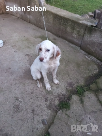 Кучето е на 5 месеца с всички ваксини и обезпаразитявания от работещи родители   , снимка 3 - Английски сетери - 53703702