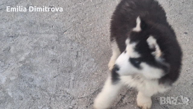 кучета хъскита , снимка 7 - Хъски - 53786158